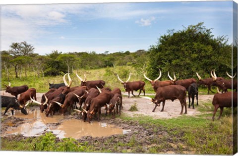 Framed Ankole-Watusi cattle. Uganda Print