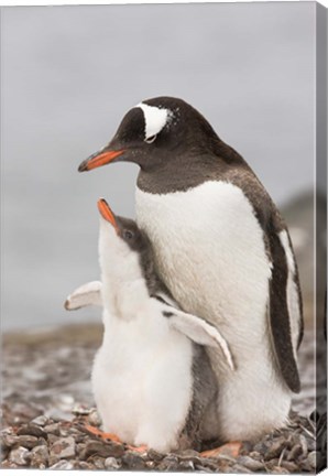 Framed Antarctica, Aitcho Island. Gentoo penguin chick Print