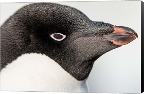 Framed Antarctica, Petermann Island, Adelie Penguin portrait. Print