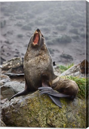 Framed Antarctica, South Georgia, Elsehul Bay, Fur seal Print