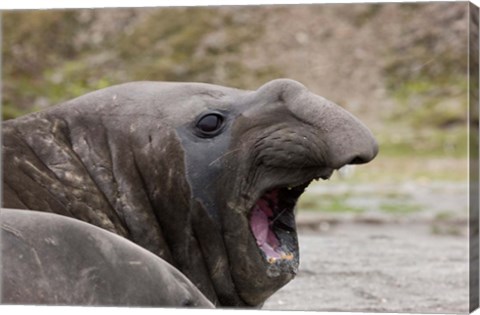 Framed Antarctica, St. Andrews Bay, Southern Elephant Seal Print