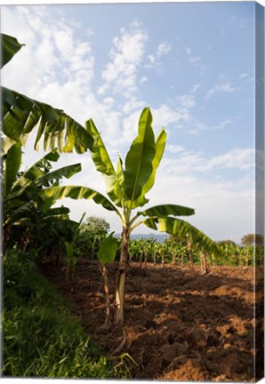 Framed Banana Agriculture, Rift Valley, Ethiopia Print