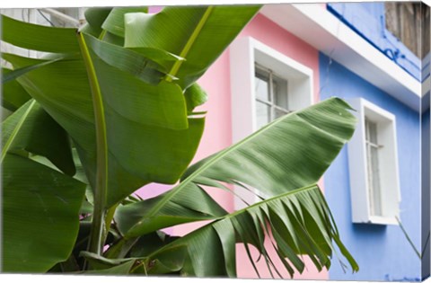 Framed Banana plant, Mahebourg, Mauritius Print