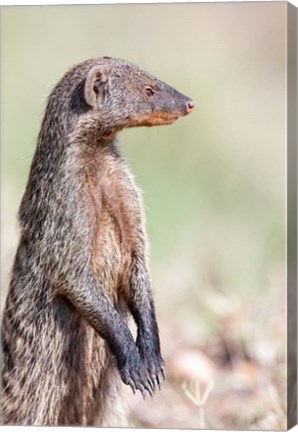 Framed Banded Mongoose, Maasai Mara, Kenya Print