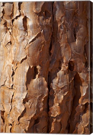 Framed Bark on trunk of Quiver Tree, near Fish River Canyon, Namibia Print