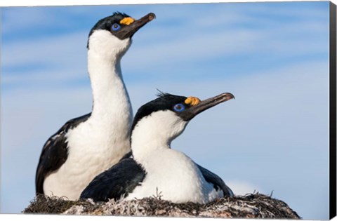 Framed Blue-eyed Shags on its nest, Petermann Island, Antarctica. Print