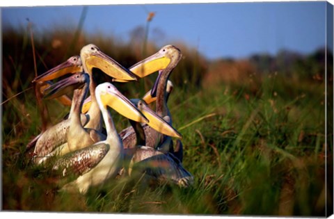 Framed Botswana, Okavango Delta. Pink-backed Pelican birds Print