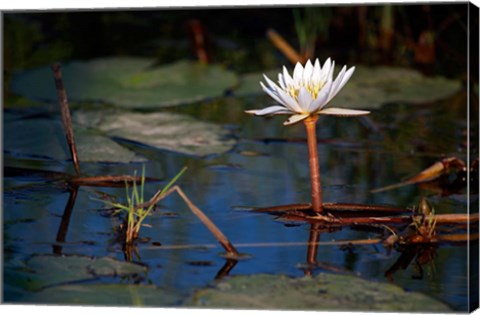 Framed Botswana, Okavango Delta. Water Lily of the Okavango Print