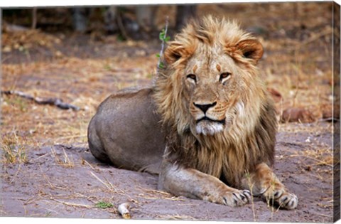 Framed Botswana, Savute, Chobe National Park, Lion Print