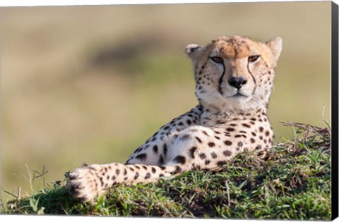 Framed Cheetah, Kenya Print