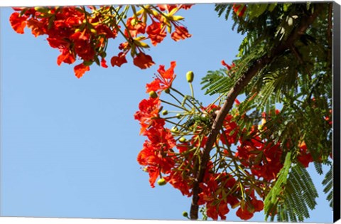 Framed Close-up of African flame tree, Stone Town, Zanzibar, Tanzania Print