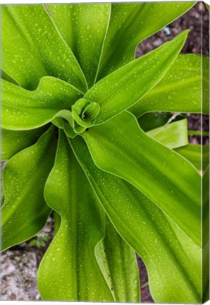 Framed Close-up shot of dewdrops plant, Ibo Island, Morocco Print