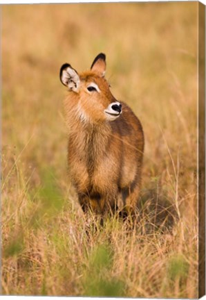 Framed Defassa Waterbuck wildlife, Uganda Print