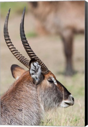 Framed Defassa Waterbuck, Maasai Mara, Kenya Print