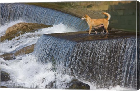 Framed Dog on the waterfall, Pingnan, Fujian, China Print