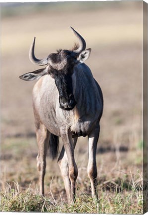 Framed Eastern white-bearded wildebeest, Amboseli National Park, Kenya Print