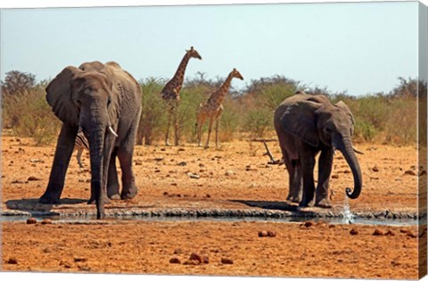 Framed Elephants and giraffes, Etosha, Namibia Print