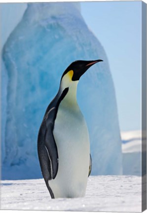 Framed Emperor Penguin on ice, Snow Hill Island, Antarctica Print