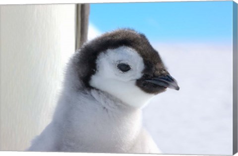 Framed Chick Emperor Penguin, Antarctica Print