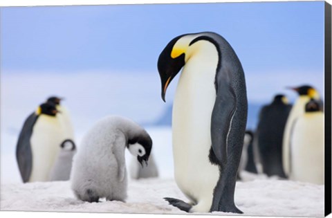 Framed Emperor Penguins, Antarctica Print