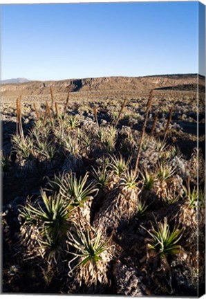 Framed Escarpment of Sanetti Plateau, red hot poker plants, Bale Mountains, Ethiopia Print