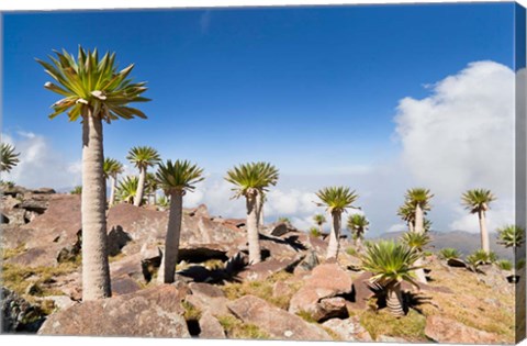 Framed Ethiopian Giant Lobelia, Simien Mountains, Ethiopia Print