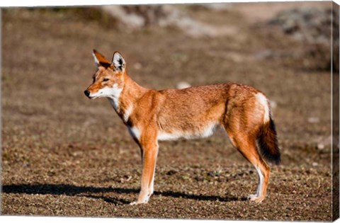 Framed Ethiopian Wolf, Bale Mountains Park, Ethiopia Print