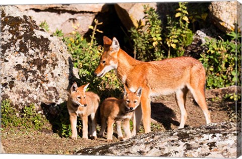 Framed Ethiopian Wolf with cubs, Bale Mountains Park, Ethiopia Print