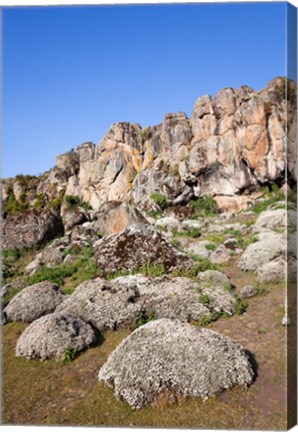 Framed Everlasting Flowers, Helichrysum, Denka valley, Bale Mountains, Ethiopia Print