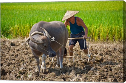 Framed Farmer plowing with water buffalo, Yangshuo, Guangxi, China Print