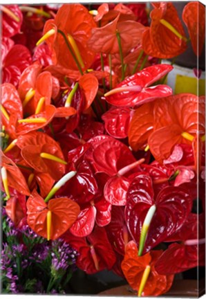 Framed Flamingo Flowers, Flower Market, Port Louis, Mauritius Print