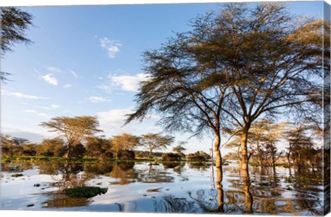 Framed Flooded shoreline, Lake Naivasha, Crescent Island Game Park, Kenya Print