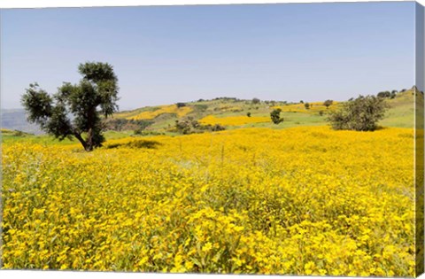 Framed Flower Field, Niger seed, Semien Mountains, Ethiopia Print