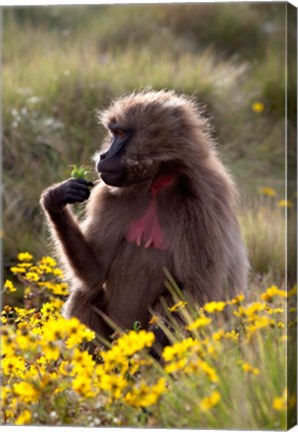 Framed Gelada Baboon primate, Ethiopia Print