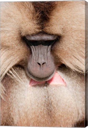 Framed Close up of Gelada Baboon, Ethiopia Print