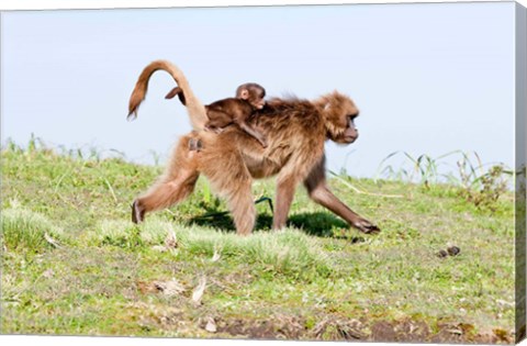 Framed Gelada, Gelada Baboon primate, Ethiopia Print