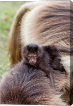 Framed Baby Gelada Baboon primate, Ethiopia Print