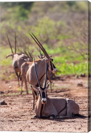 Framed Gemsbok Herd in Tsavo West NP. Kenya, Africa Print