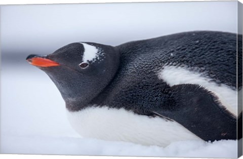 Framed Gentoo Penguin resting in snow on Deception Island, Antarctica. Print