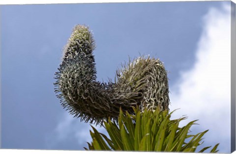 Framed Giant Lobelia flora of the Rwenzoris, Uganda Print