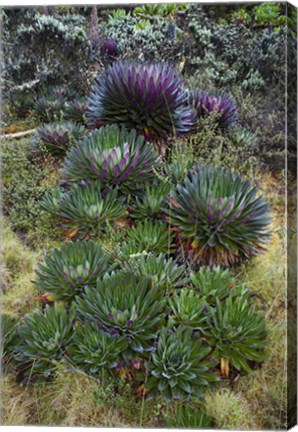 Framed Giant Lobelia flora, Uganda Print