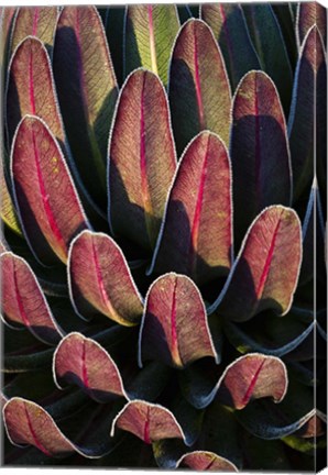 Framed Red leafs, Giant Lobelia, Heather Forest, Rwenzori, East Africa Print