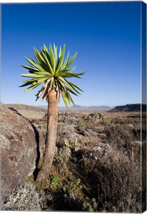 Framed Giant Loebelia, Bale Mountains, Ethiopia Print