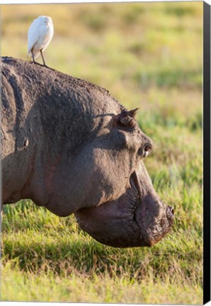 Framed Hippopotamus grazing, Amboseli National Park, Kenya Print