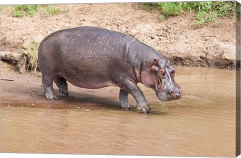 Framed Hippopotamus pod relaxing, Mara River, Maasai Mara, Kenya, Africa Print