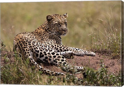 Framed Africa, Tanzania, Serengeti. Leopard, Panthera pardus. Print