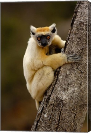 Framed Golden-crowned sifaka, Daraina, MADAGASCAR Print