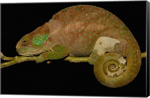 Framed Hilleniusi chameleon lizard, MADAGASCAR Print