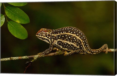 Framed Campan&#39;s chameleon lizard, Madagascar Print