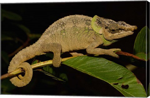 Framed Green-eared Chameleon lizard, Madagascar, Africa Print